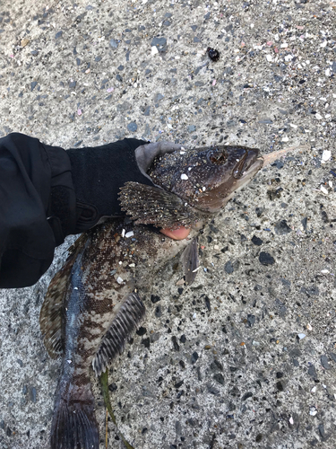 アイナメの釣果