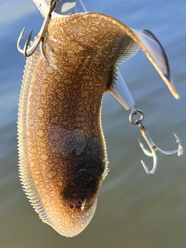 シタビラメの釣果