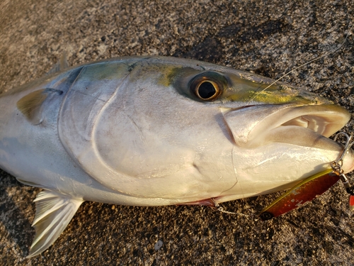 ブリの釣果