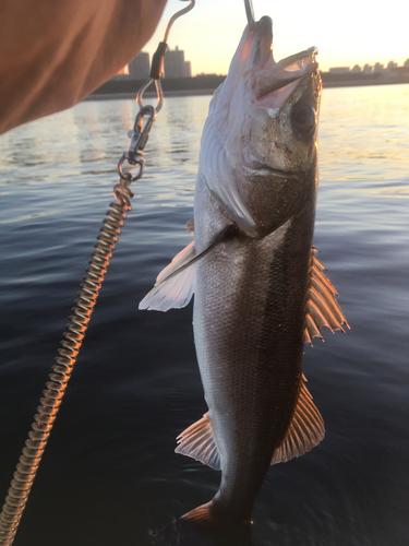 シーバスの釣果