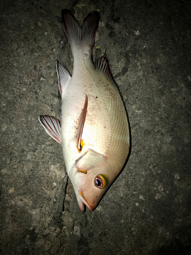 ヒメフエダイの釣果