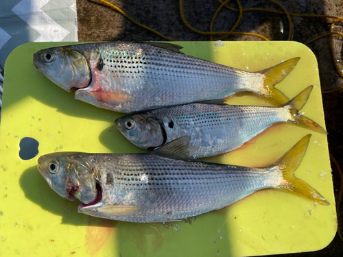 コノシロの釣果