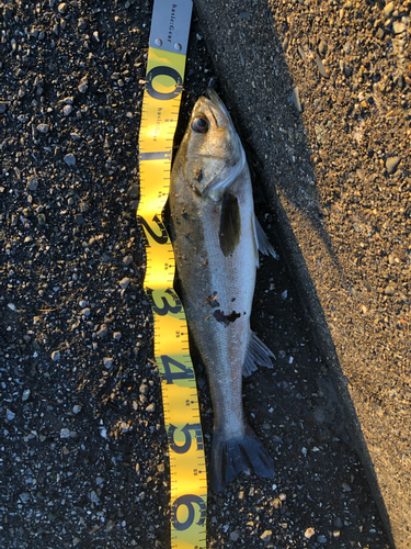 スズキの釣果