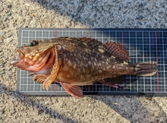 カサゴの釣果