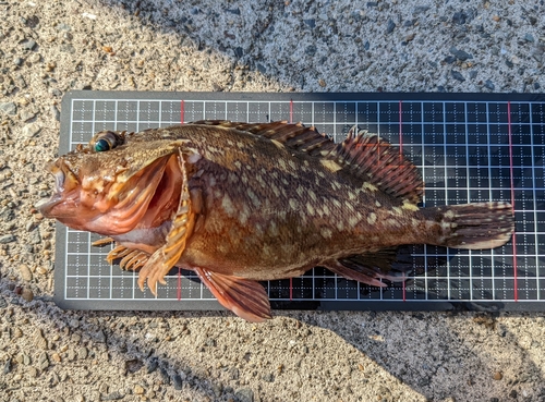 カサゴの釣果