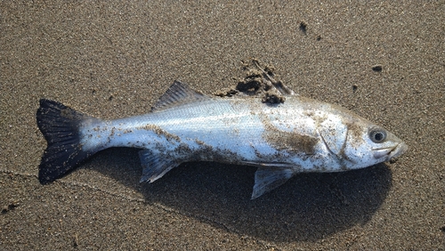 セッパ（マルスズキ）の釣果