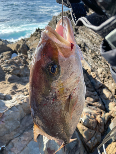 ヒラマサの釣果