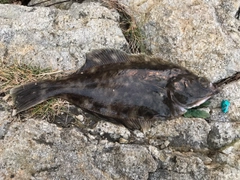 カレイの釣果