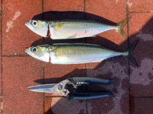 サバの釣果