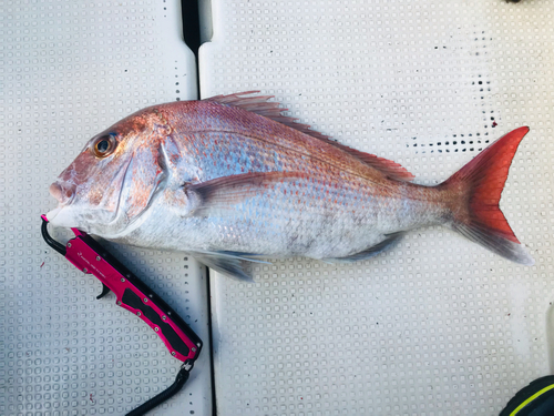 マダイの釣果