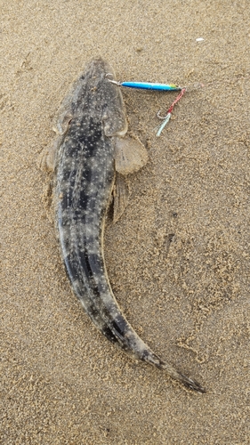 マゴチの釣果