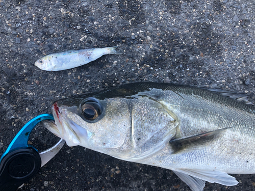 シーバスの釣果