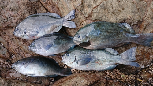 グレの釣果