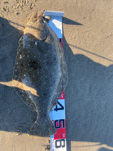 ヒラメの釣果