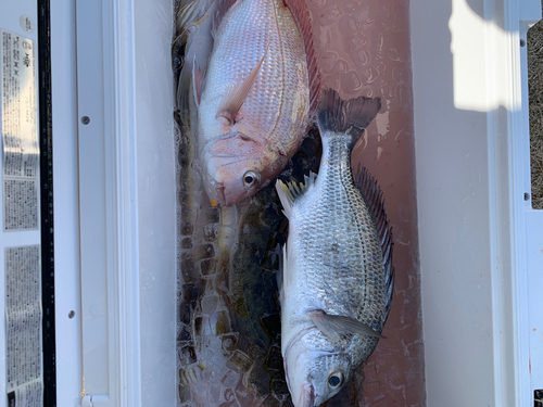 タイの釣果