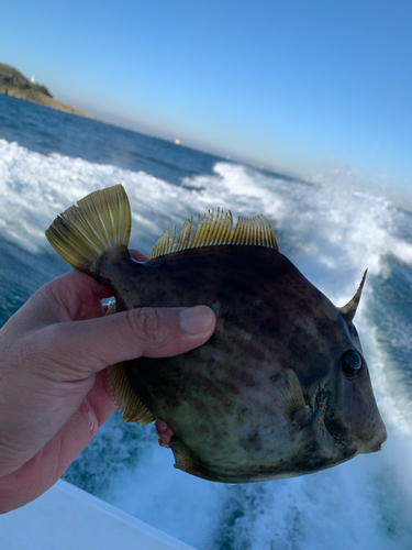 カワハギの釣果