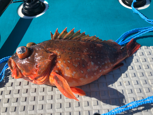 ウッカリカサゴの釣果