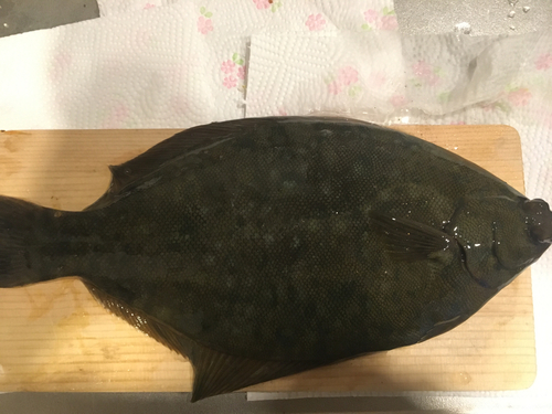 カレイの釣果