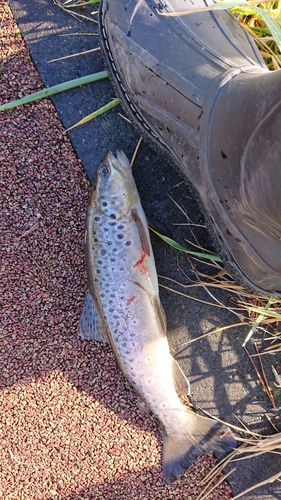 ブラウントラウトの釣果