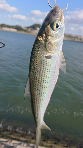 コノシロの釣果