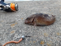 エゾメバルの釣果