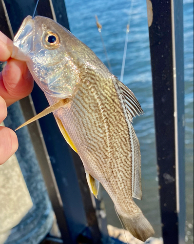 イシモチの釣果