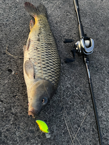 コイの釣果