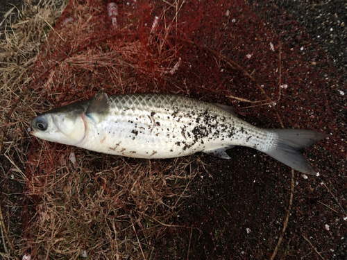 ボラの釣果