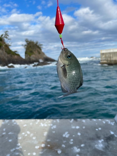 メジナの釣果