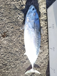 カツオの釣果