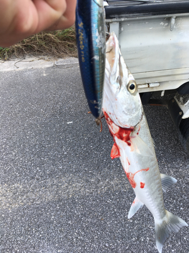 オニカマスの釣果