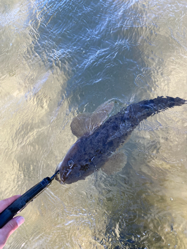 マゴチの釣果