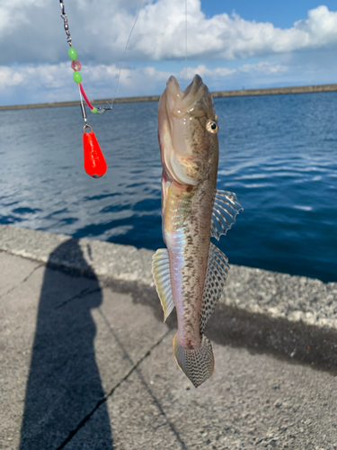 ハゼの釣果