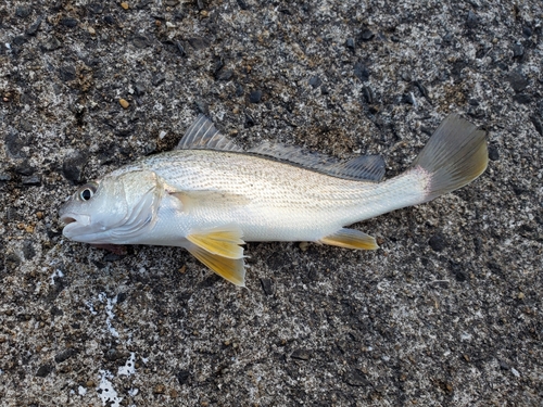 シログチの釣果