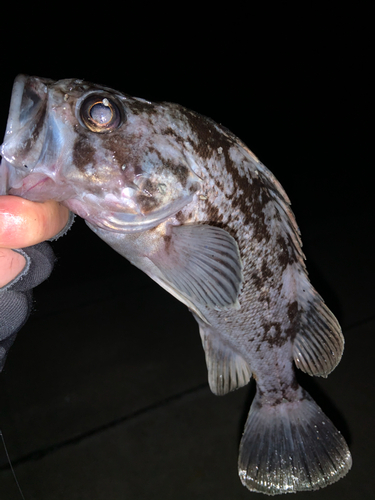 クロソイの釣果