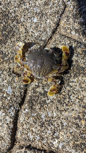 カニの釣果