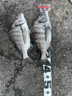 クロダイの釣果
