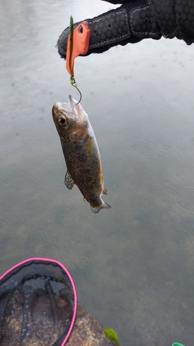 ニジマスの釣果