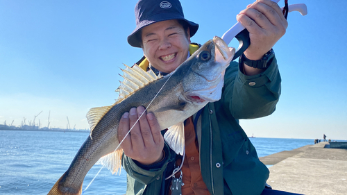 シーバスの釣果