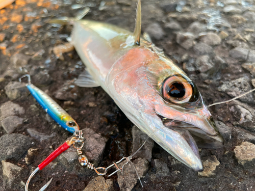 マサバの釣果