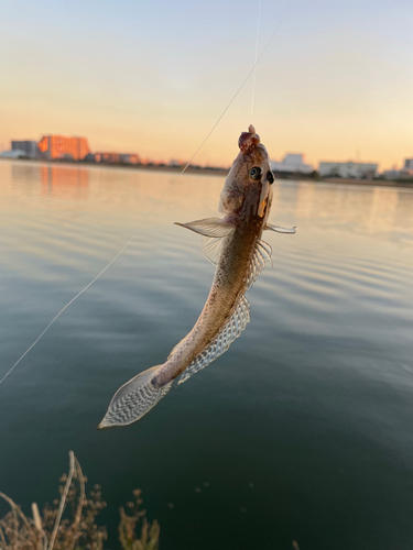 マハゼの釣果