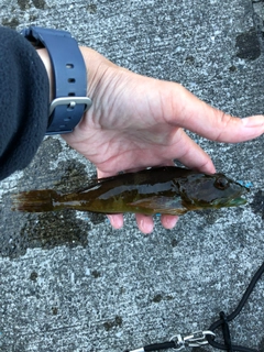 アナハゼの釣果