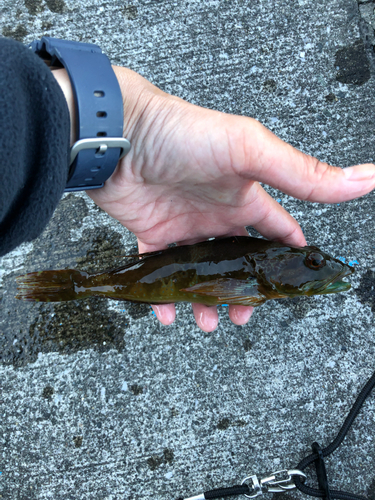 アナハゼの釣果