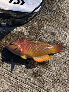 アカササノハベラの釣果