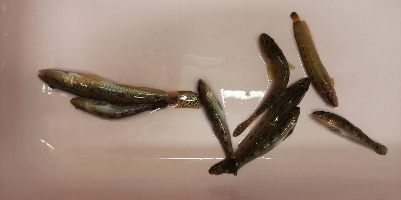 マハゼ