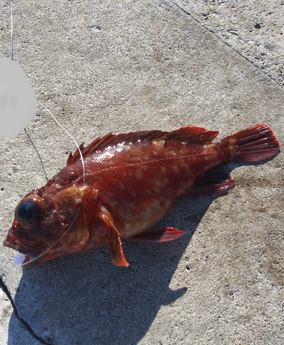 カサゴの釣果