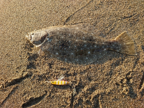 ヒラメの釣果