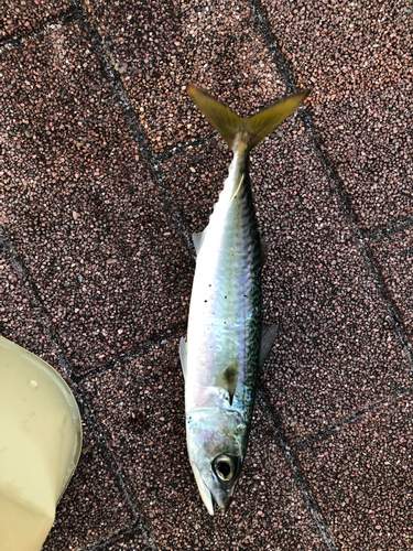 サバの釣果