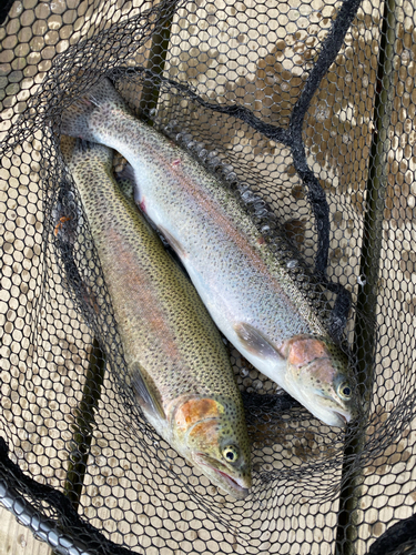 ニジマスの釣果