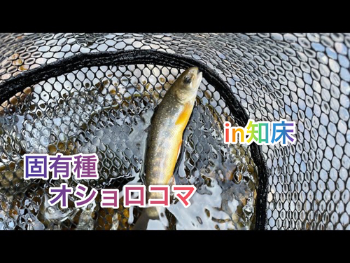 オショロコマの釣果